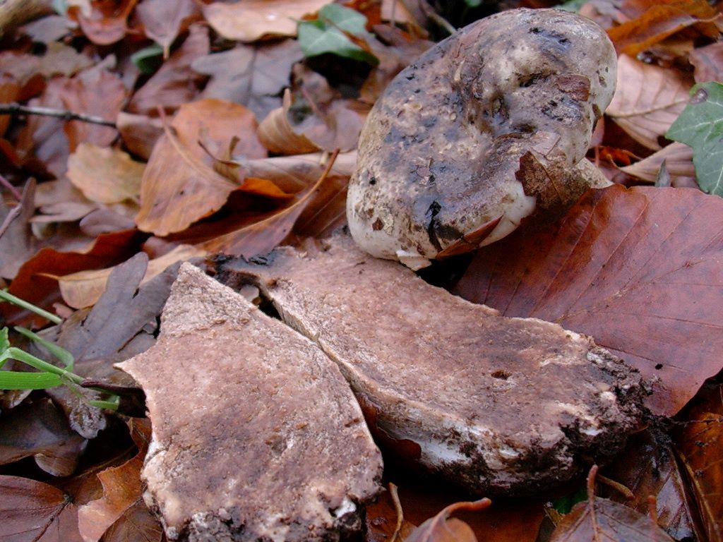 1204 Dicembre vecchio ritrovamento